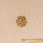 Potagères - Chicorée Witloof Platine (type Bruxelles) - Graines d'Exception - MEDIA_3D